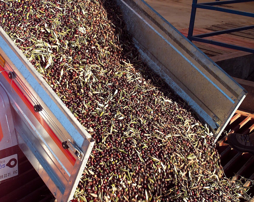 Olives-arrives-to-the-mill