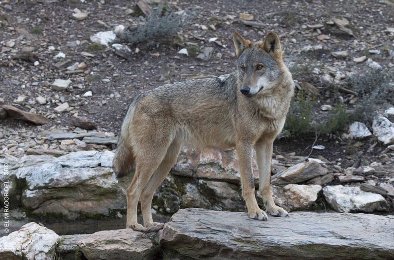 El lobo es el rey de los animales salvajes en Zamora