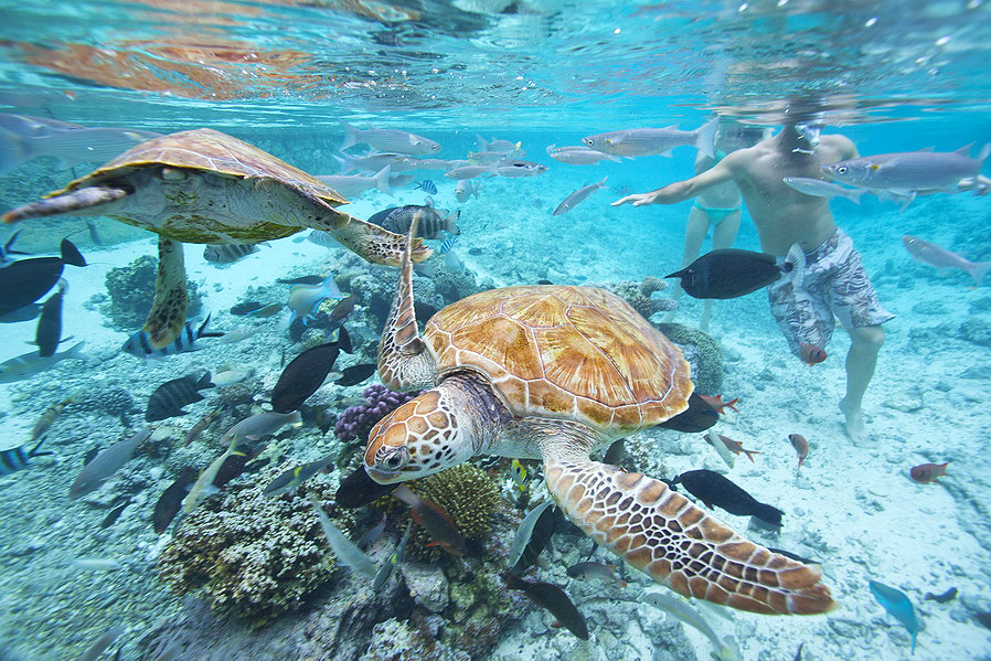 Cinco lugares mágicos para bucear en Las Islas de Tahiti