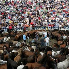 Rapa das Bestas de Sabucedo (La Estrada, Pontevedra)