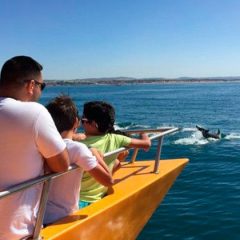 Delfines, ballenas y aves: el turismo “verde” del Algarve