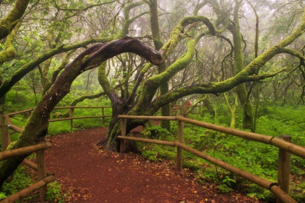 Bosque-de-El-Cedro-Parque-Nacional-de-Garajonay-La-Gomera