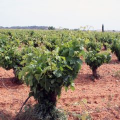 10 cosas que disfrutar en la ruta del vino cigales